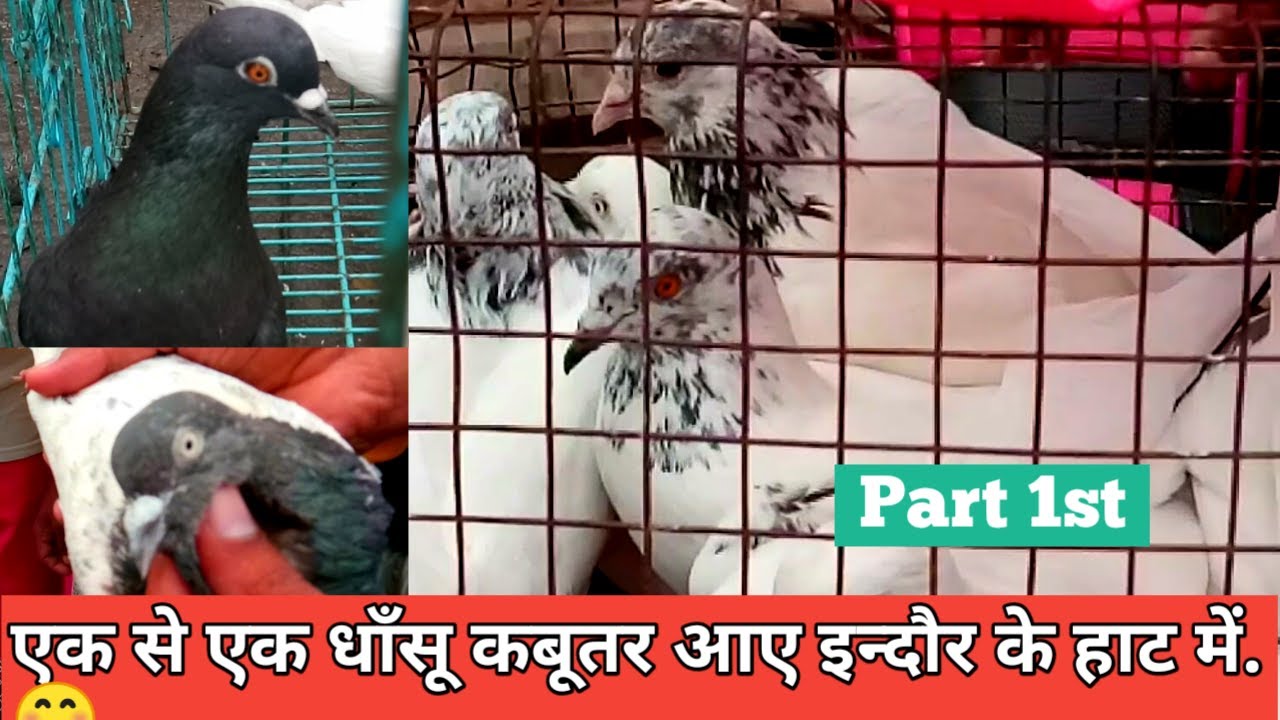 Ek Se Ek Dhasu Kabootar Aaye Indore Kabootar Bazaar Mai | इन्दौर का कबूतर बाज़ार | Pigeon Market