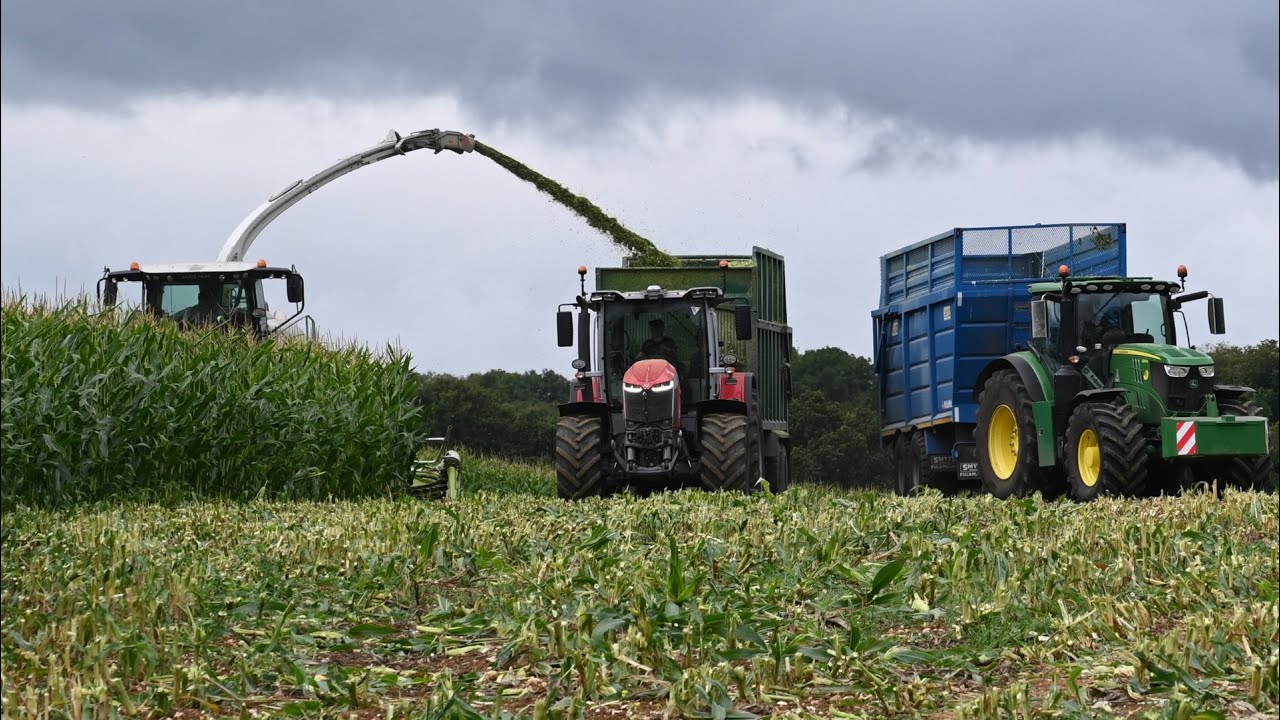 Maize Harvest 2024 Begins! - Claas Jaguar 970 and John Deeres, Massey Ferguson 8S and Kubota