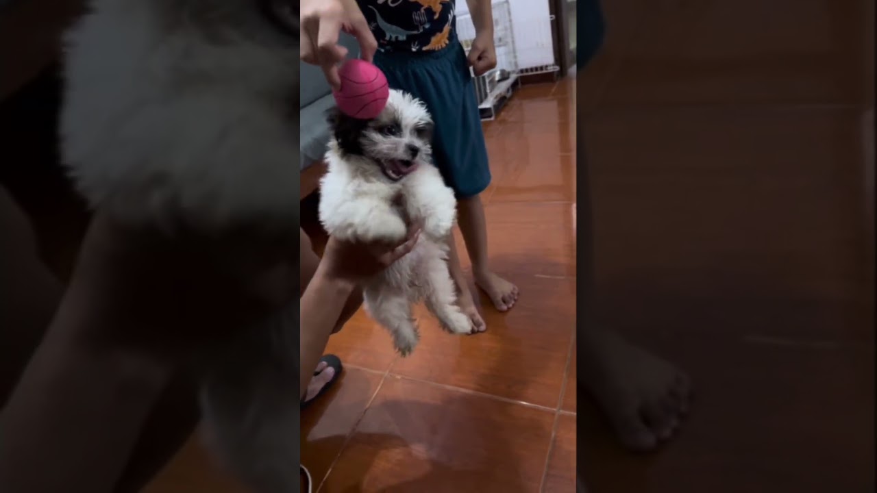 Koomie 🐶