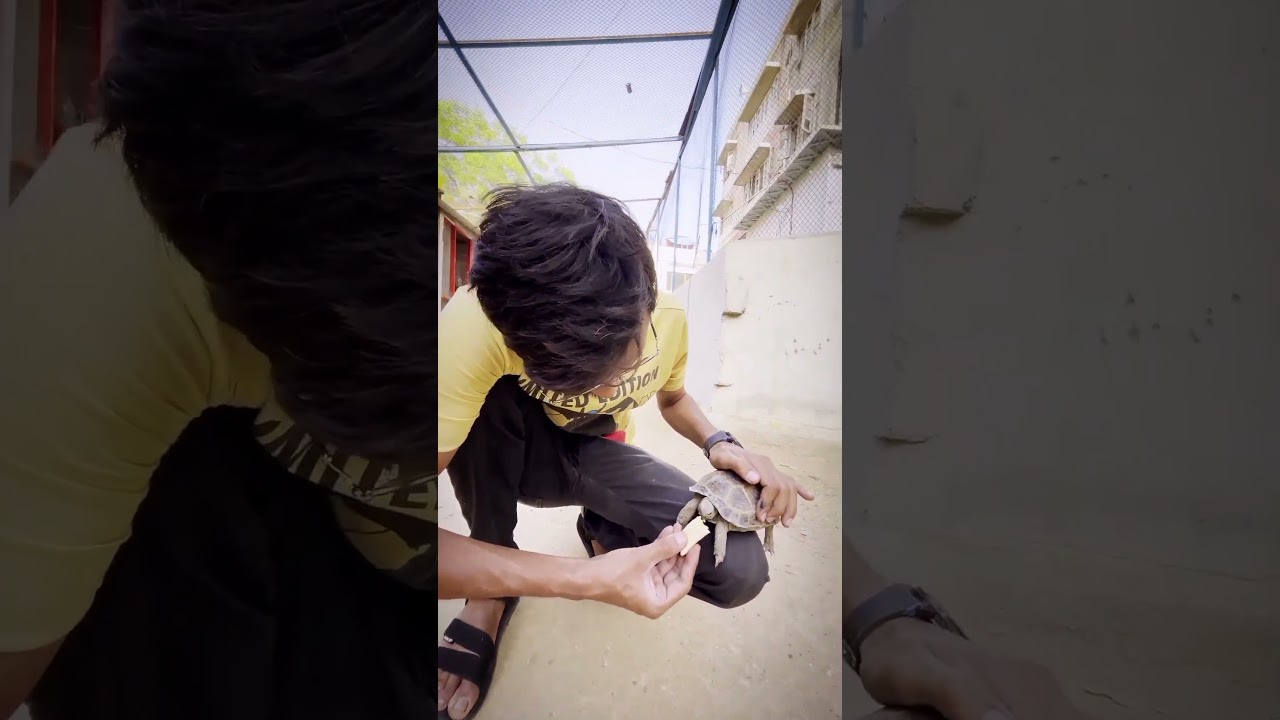 Turtle Eating  