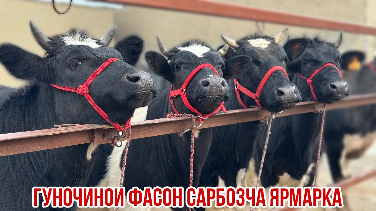 Сарбозча гуночин бука ферма Спитомен 7 марта 2026 г.