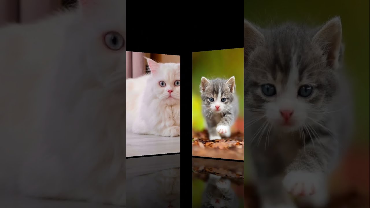 #cats#hdcatwallpapers 😻 subscribe channel ✨#catlove #catvideos 😺 comment me 💕