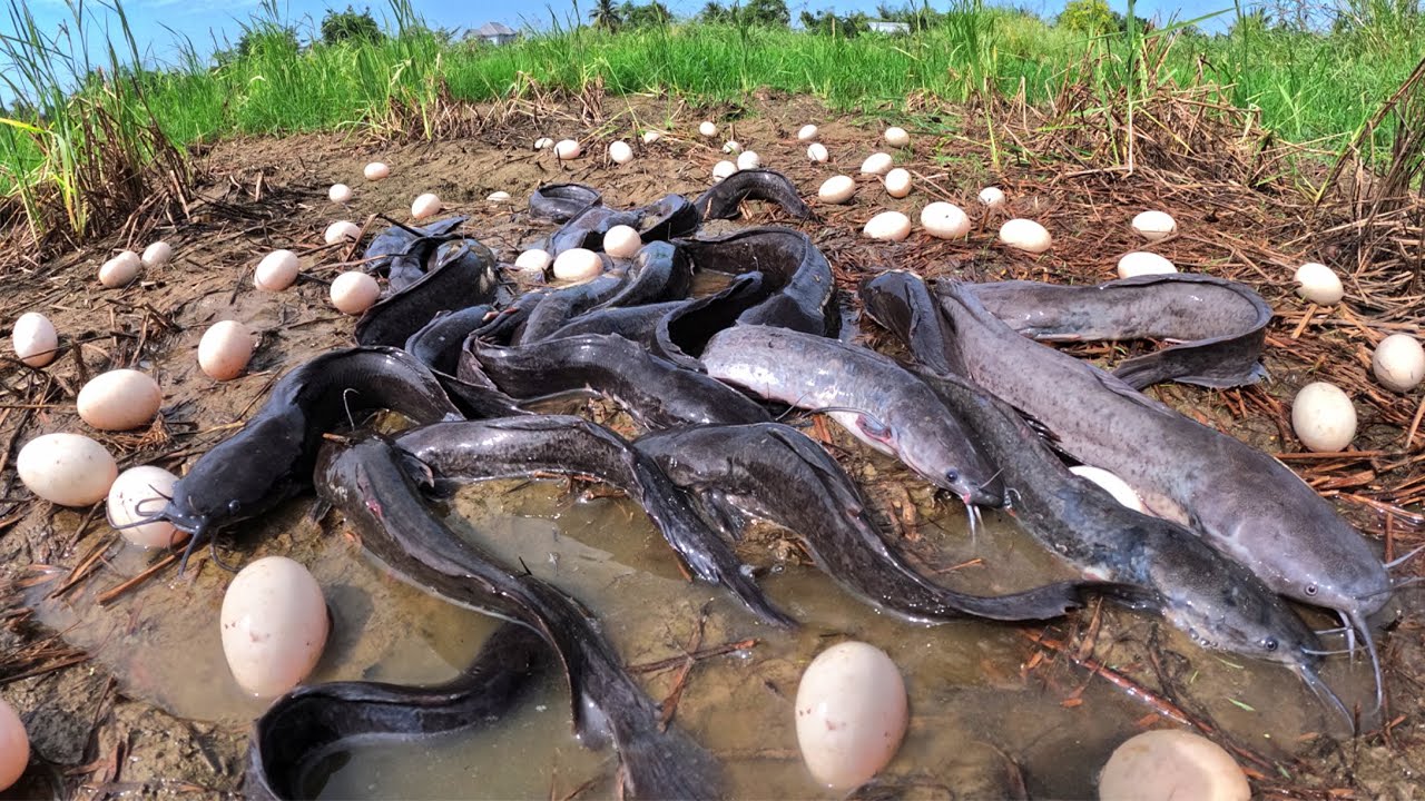 Wow Best Hand Fishing - Fisherman catch fish & pick a lot of eggs in mud water in pool near village