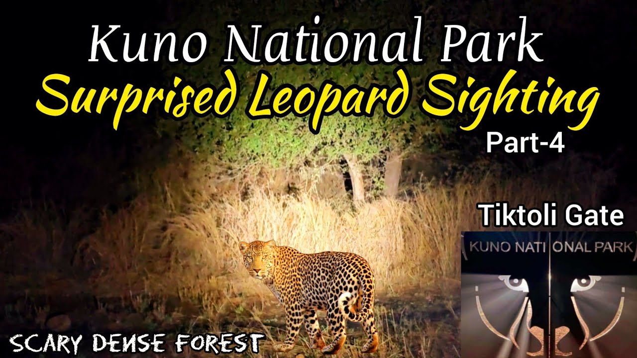 Kuno National Park | Surprised Leopard Sighting | Tiktoli Gate | Jungle Safari #wildlife  #leopard