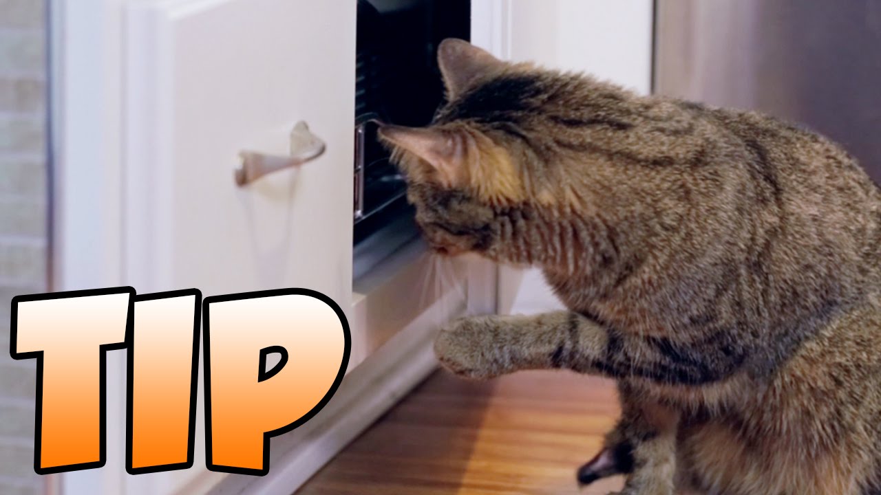 TIP for How to Stop Your Cat from Opening Cabinets