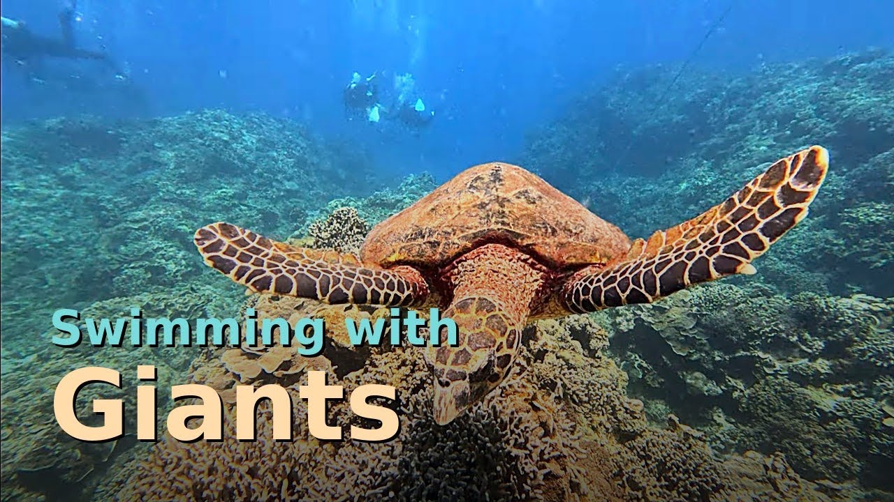 Diving with turtles in Okinawa Japan / Solo Backpacking Asia #28
