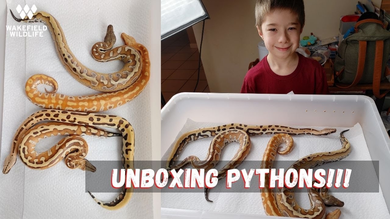 Распаковка Blood Python!