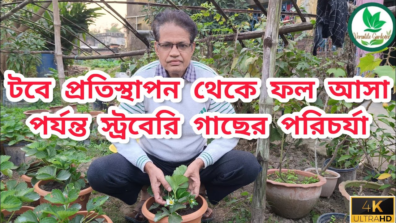 যে সহজ পরিচর্যাগুলি করলে স্ট্রবেরী গাছ ফলে ভরে যাবে | A-Z care of strawberry Plant 🍓🍓
