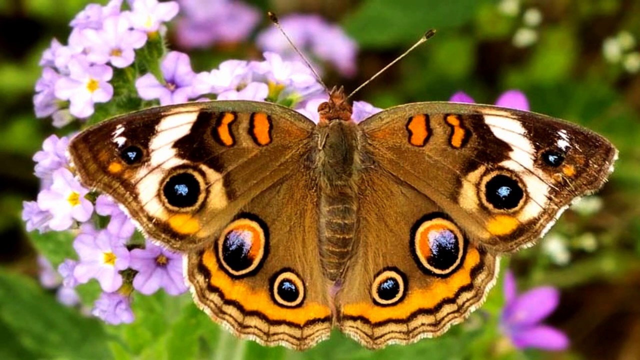 Butterflies love Flowers (HD1080p)