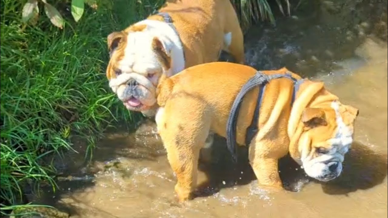 The sun's out .. so we took a trip to the stream!! Boys loved it 😎 #bulldogpabs #pabloanddiego