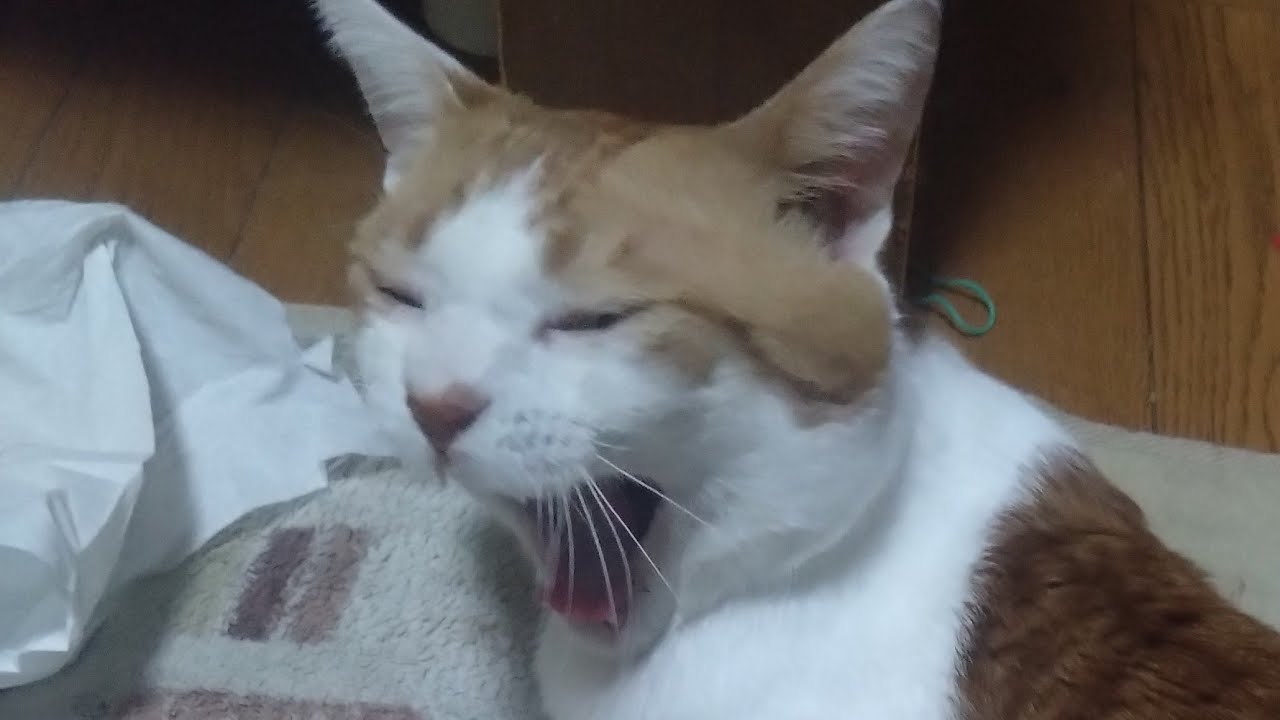 たっちゃん がLIVE少しやっからね。