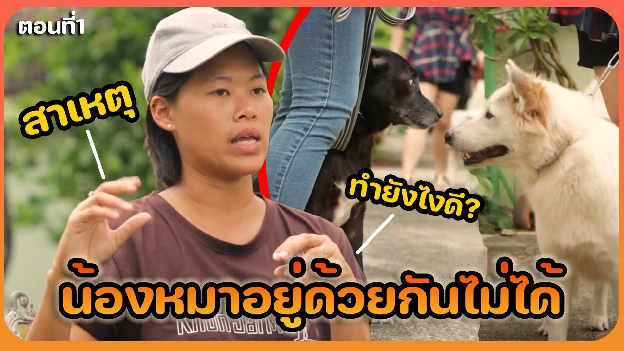Khon Jai Ma | หมาอยู่ด้วยกันไม่ได้