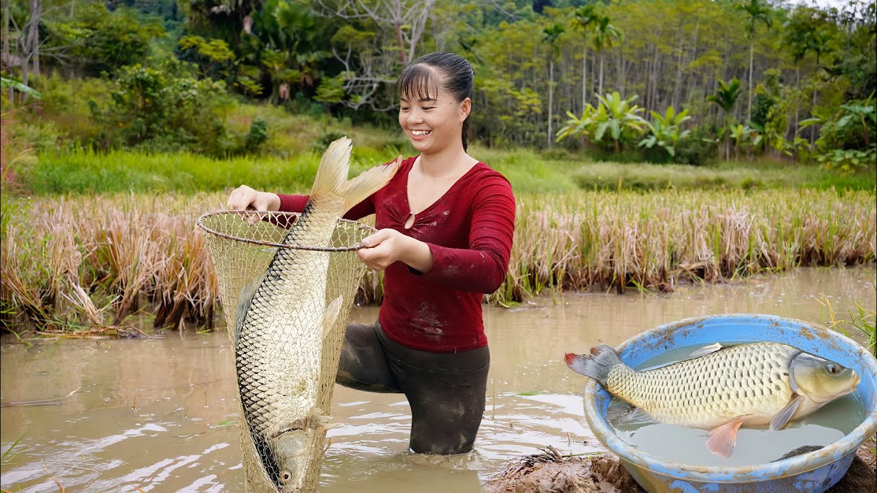 Use 3-Wheeled Truck To Harvesting Many Big Fish Goes To Market Sell - CEO Girl Harvest