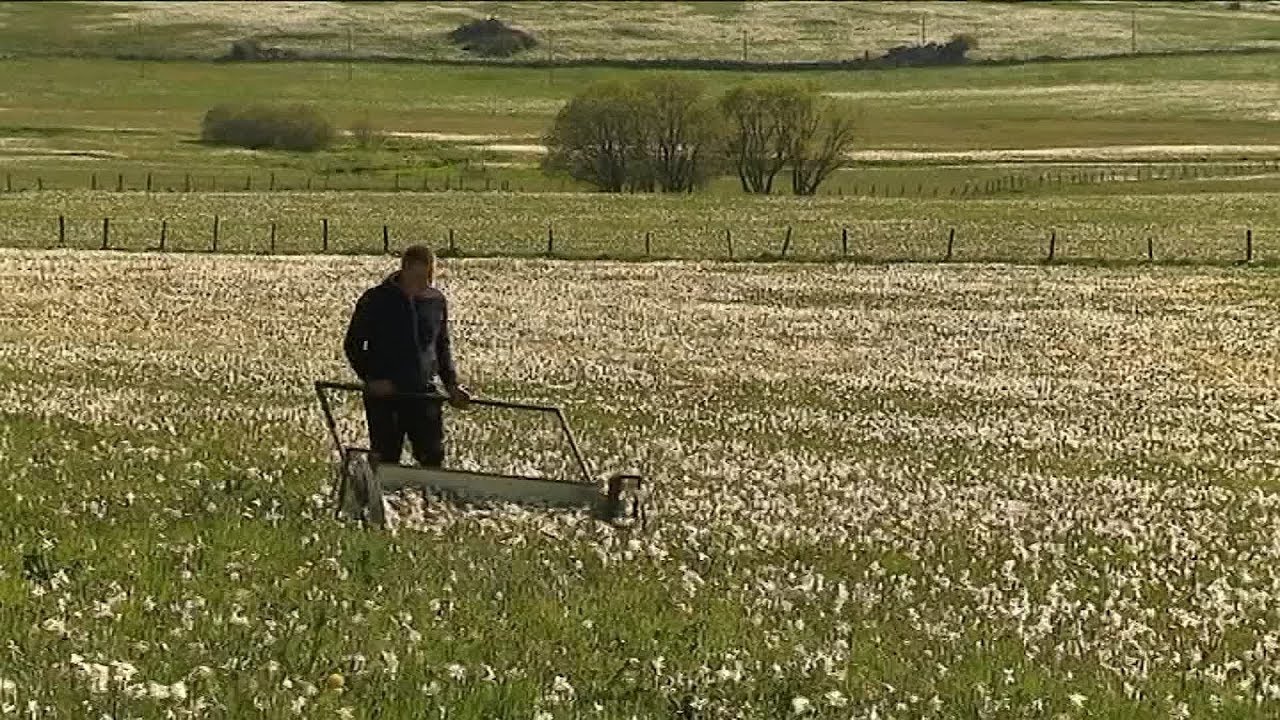 Découvrez la récolte des précieuses narcisses en Lozère