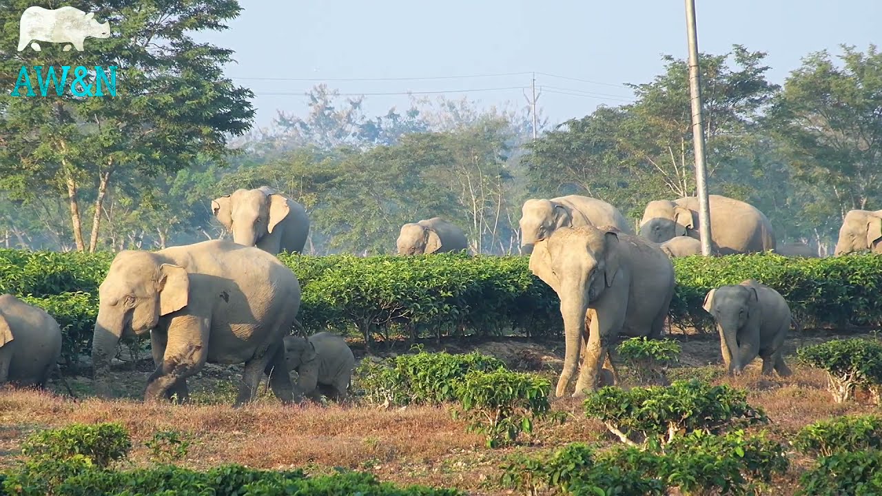 WILD ELEPHANTS IN THURAMUKH TEA ESTATE, GOLAGHAT