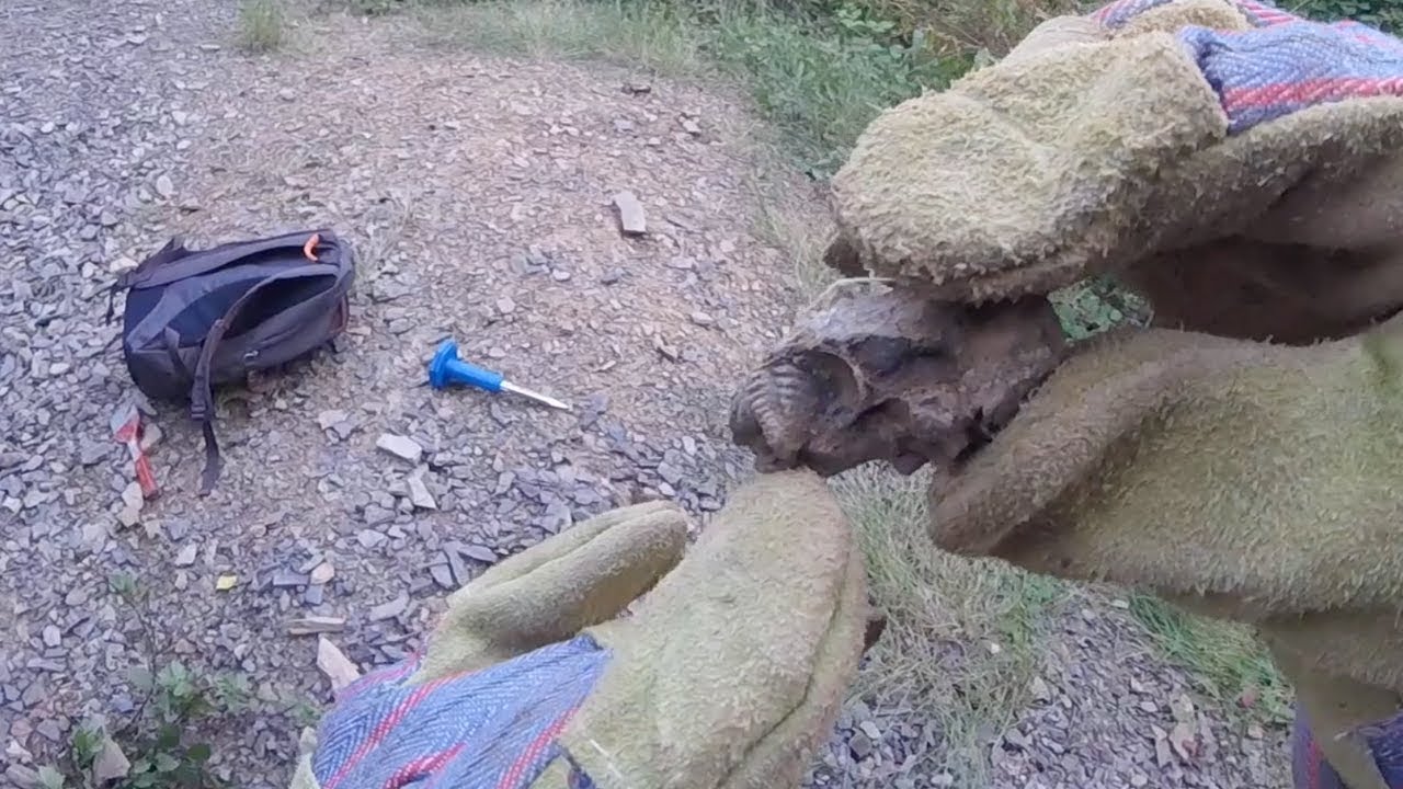 [Fouille Fossile] - Des trilobites en Normandie