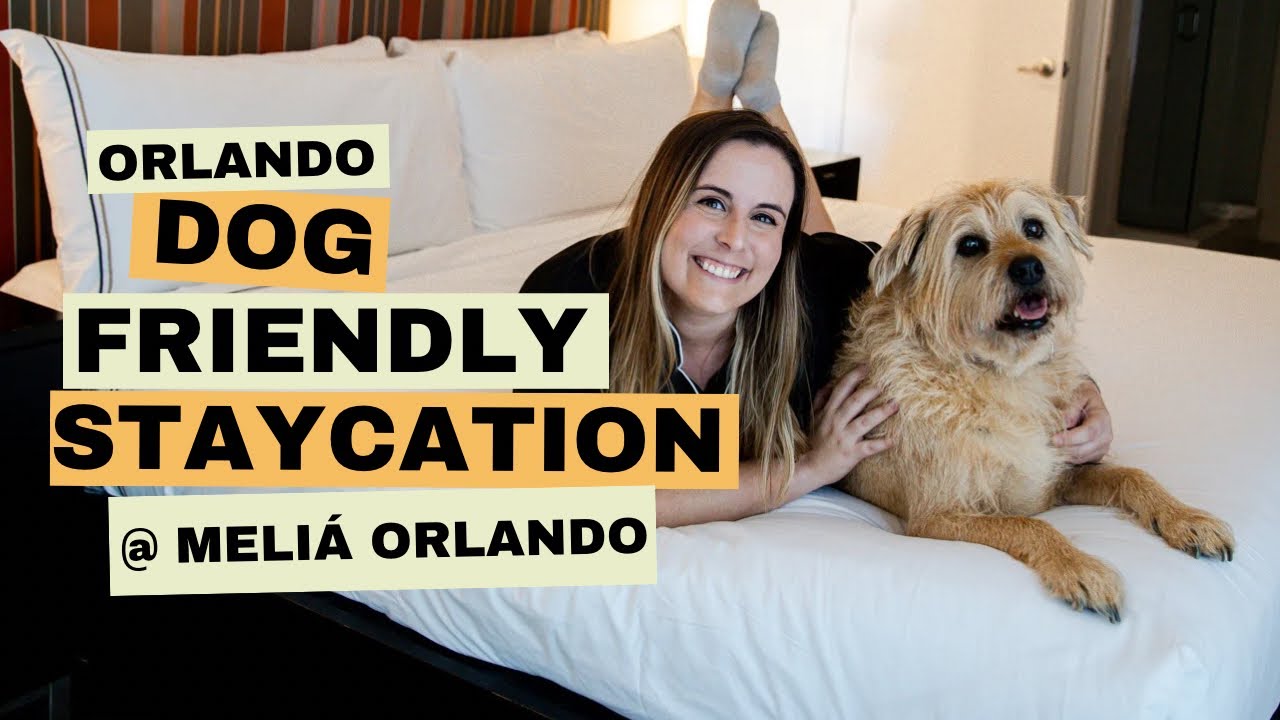 Dog-friendly Orlando Staycation! Dogs of all ages and sizes welcome at Meliá Orlando Celebration