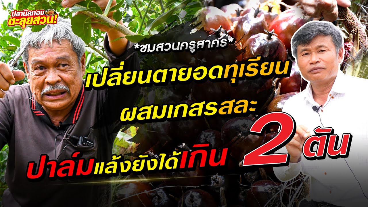 ตะลุยสวน EP. 35 ตอน  เทคนิคการเปลี่ยนตายอดทุเรียน ผสมเกสรสระ และทำปาล์มหน้าแล้งยังไงให้เกิน 2 ตัน