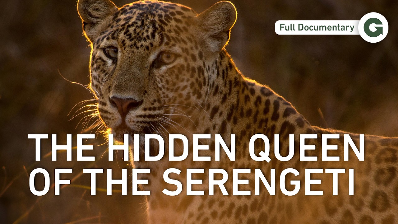 Haunted by Survival: A Mother Leopard’s Battle in the Serengeti | Full Documentary