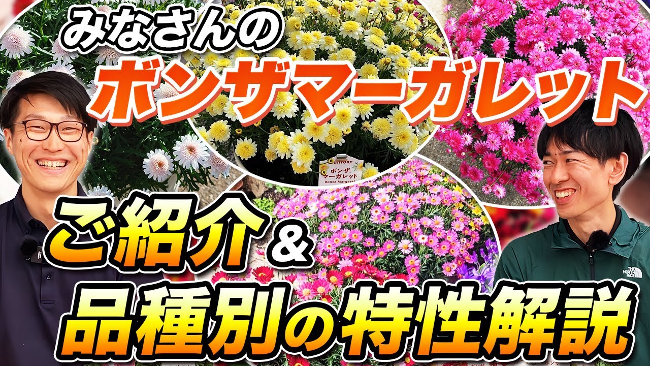 【秋ガーデニング】ボンザマーガレットの全品種解説＆ユーザー画像ご紹介！