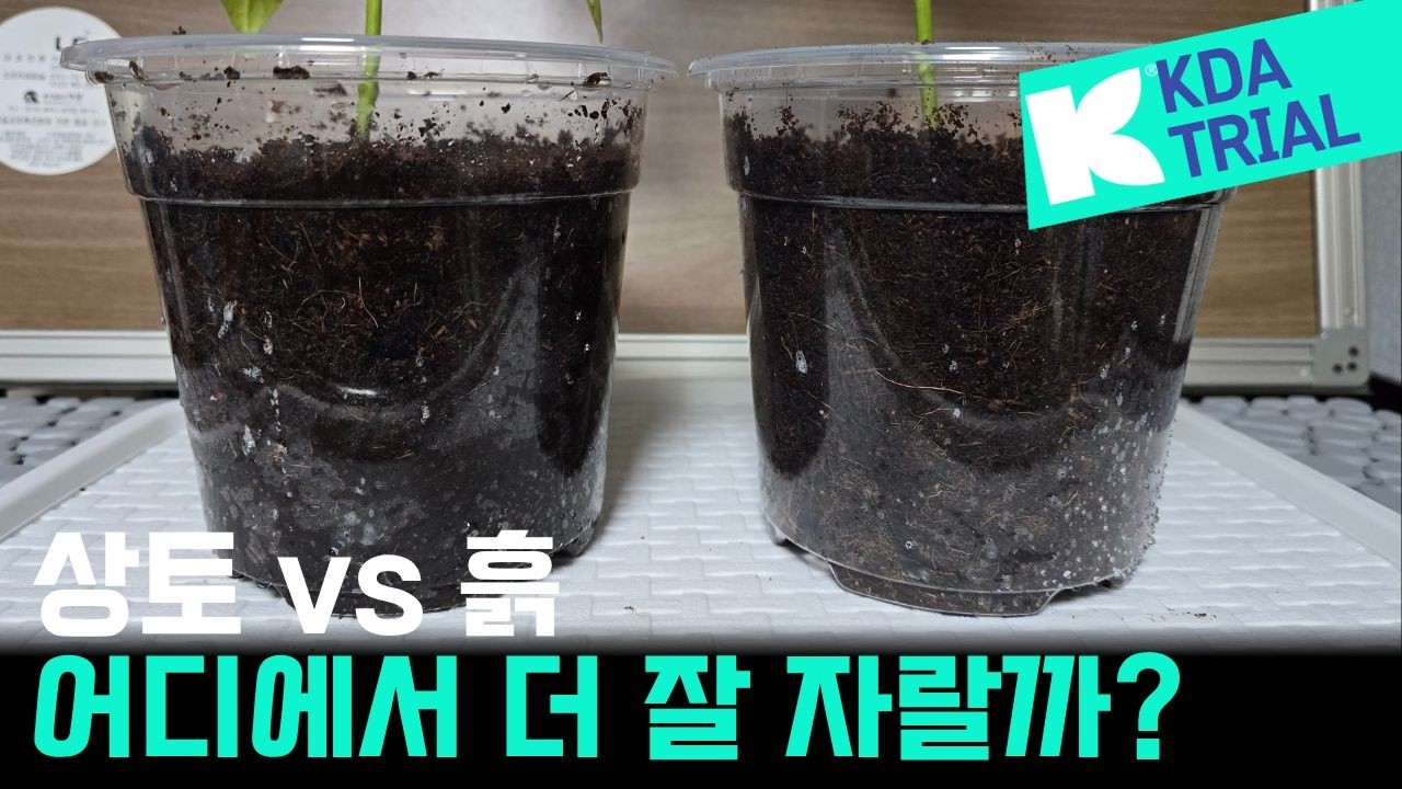 상토 vs 흙 어느곳에서 식물은 더 잘자랄까? 클라스만 데일만이 실험해 보았습니다. 무료로 샘플용 실험 키트를 보내어 드립니다. #댓글남겨주세요 #선착순20분께