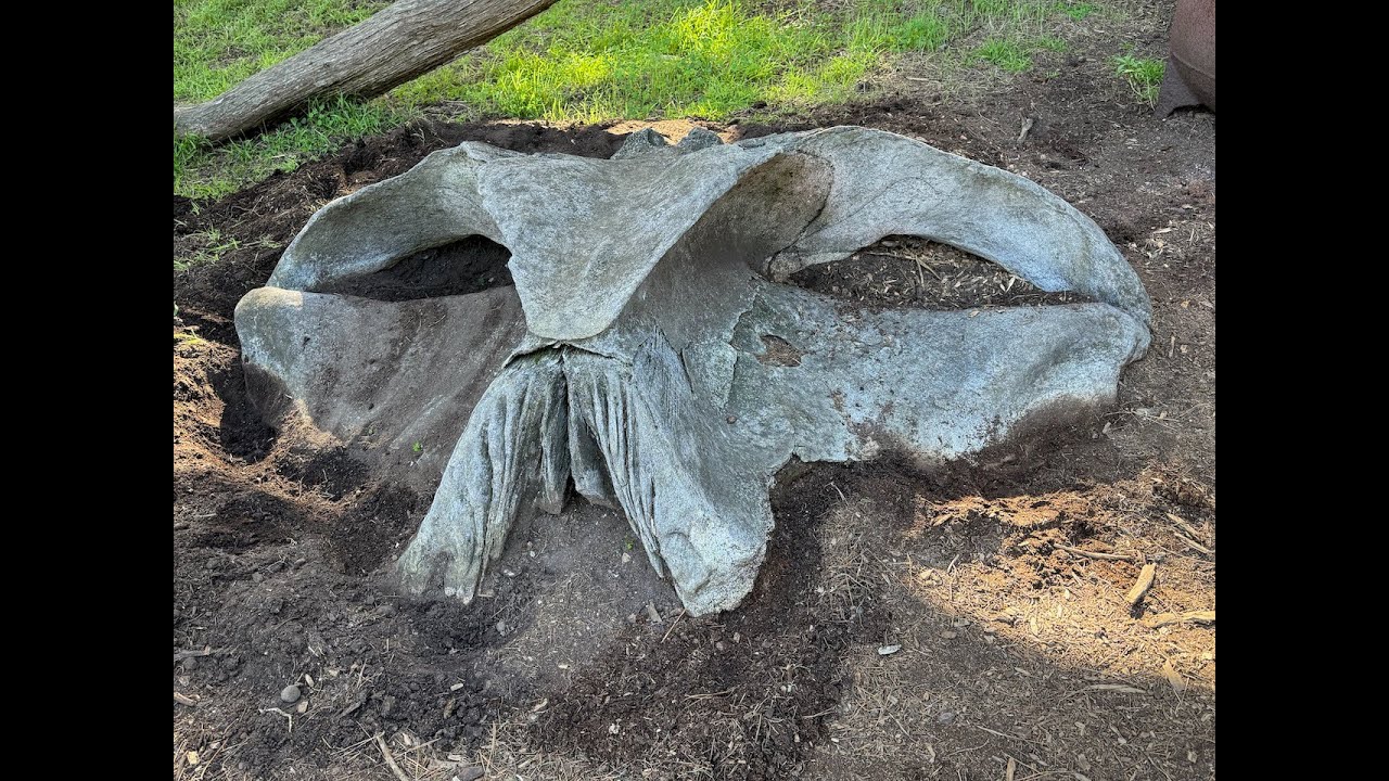 FIN WHALE BONES