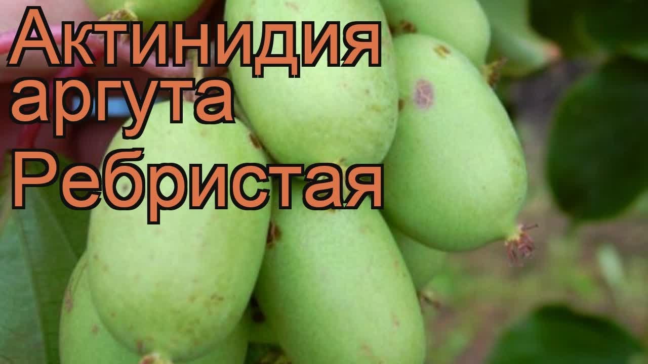 Актинидия аргута Ребристая (actinidia arguta) 🌿 обзор: как сажать, рассада актинидии Ребристая