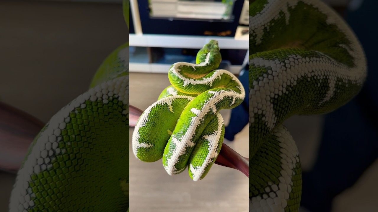 Very high end Amazon Basin Emerald Tree Boas. Any guess how much these go for? Comment below 👇