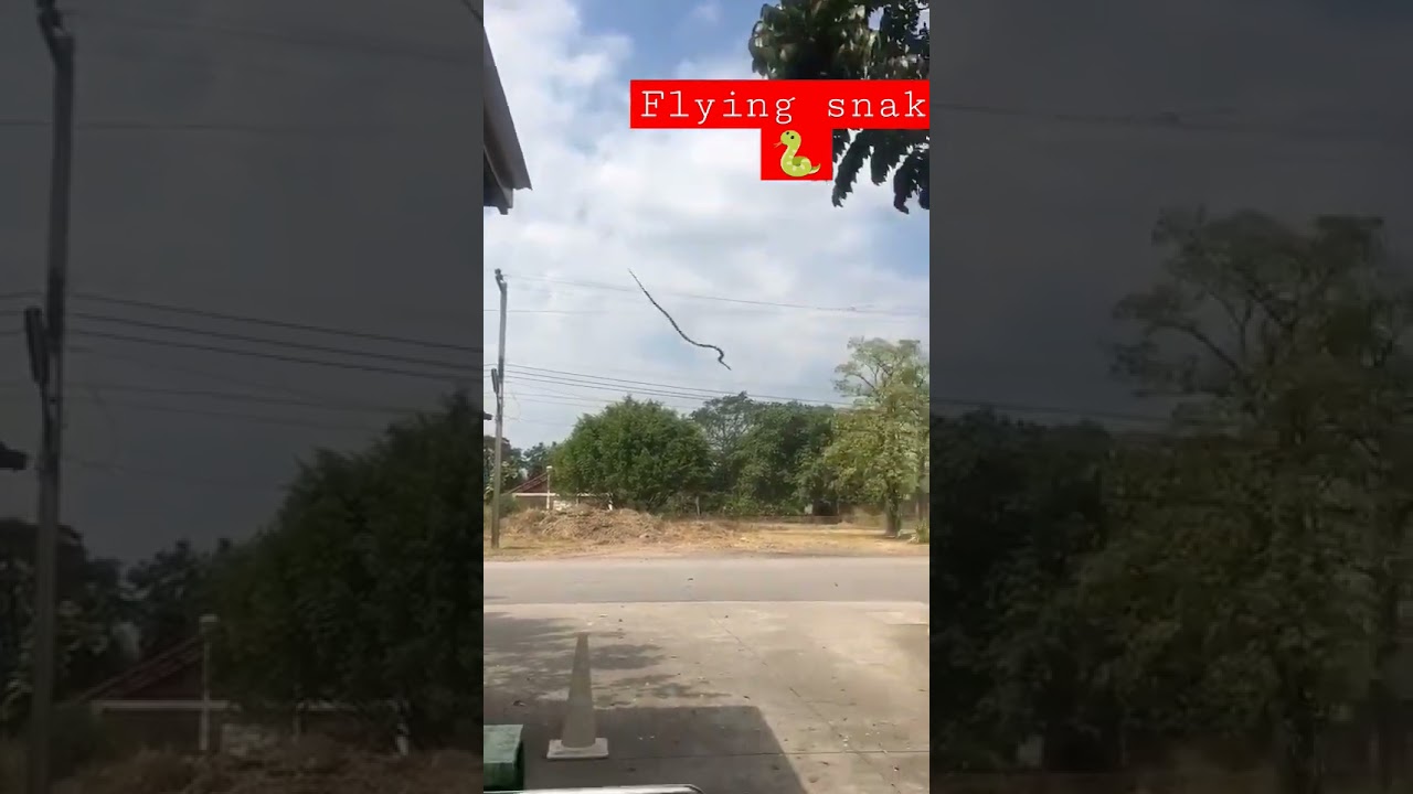 Flying Snake 🐍 Snake Jumping from Rooftop 😱 #viral #twitter
