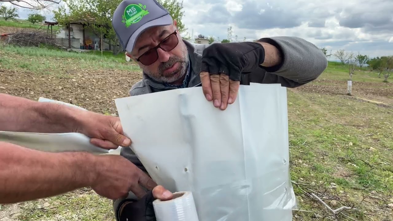 Büyük Cevizde Kollara Ayrıntısıyla Çeşit Değiştirme Aşısı