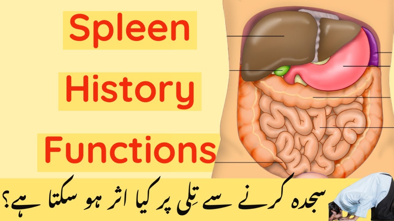 SPLEEN AND ITS HISTORY || HOW TO IMPROVE ITS FUNCTIONS