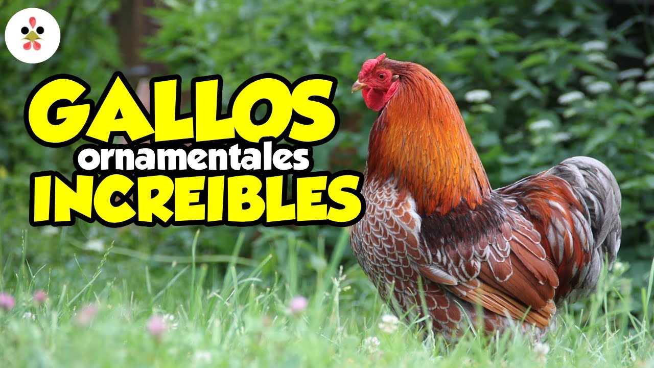 10 increíbles razas de gallos ornamentales 🐓