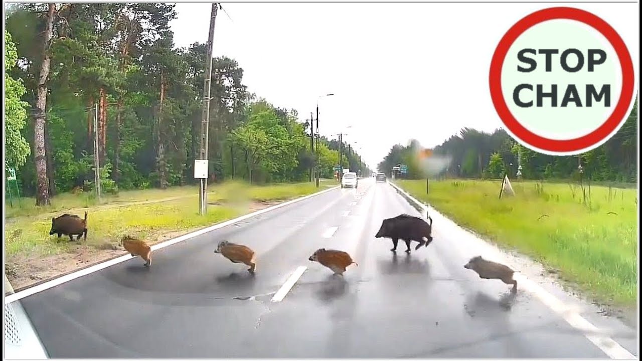 Uwaga! Zwierzęta na drodze #3 - [Nie dla wrażliwych +18]