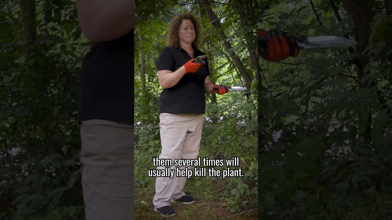 How do you tell what is poison ivy? Lisa's got some tips