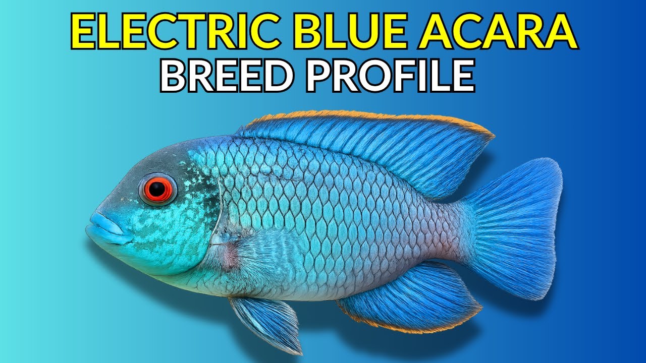 Electric Blue Acara Care Guide | Tank Setup  Feeding  Breeding & Lifespan