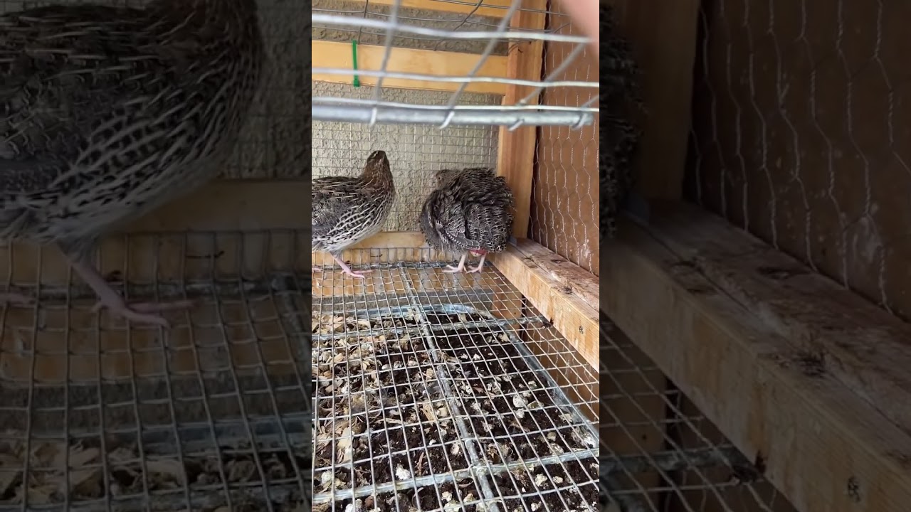 Quail laying an egg #quail #egg