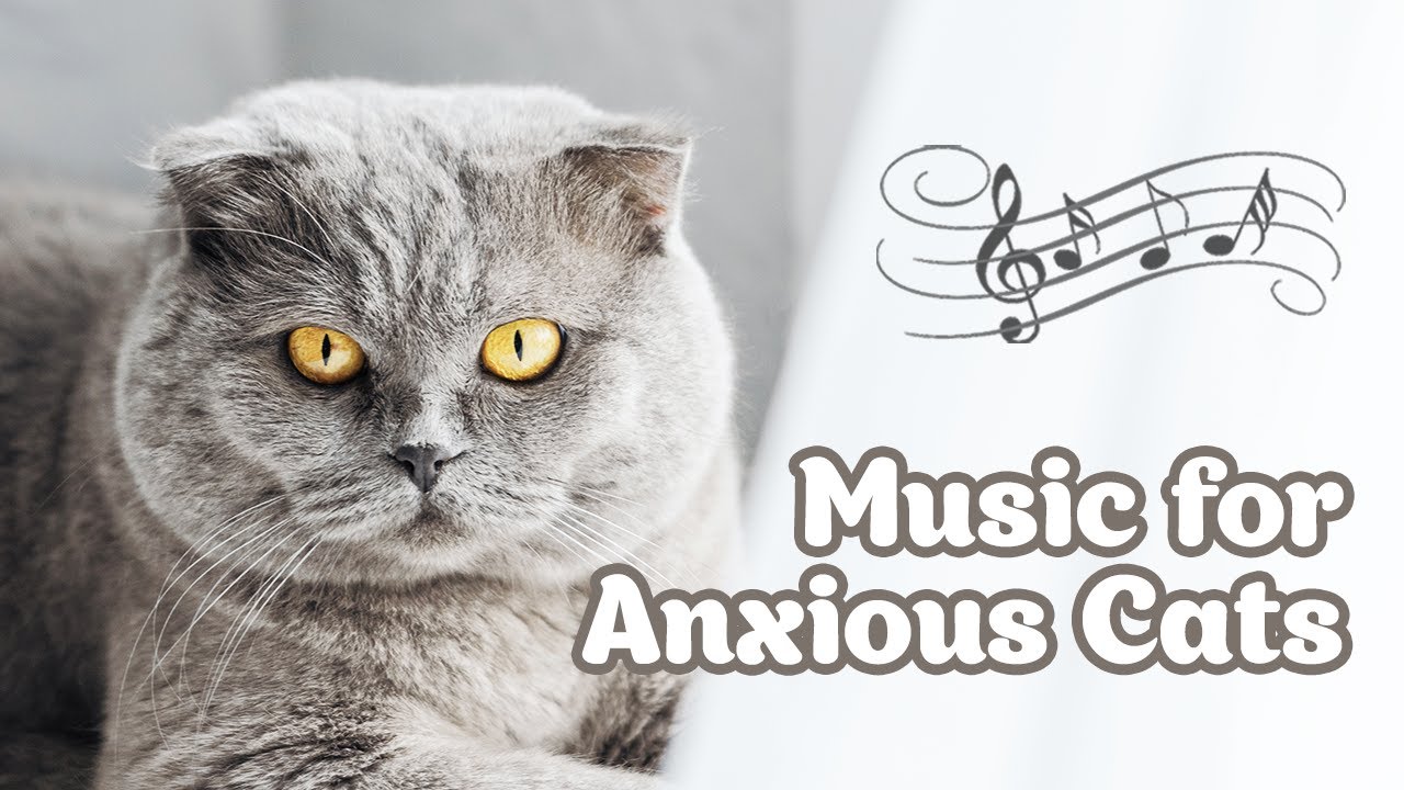 ♬ Music for Restless Cats - Healing Cat Music, Deep Relaxation Music, Anxiety Relief