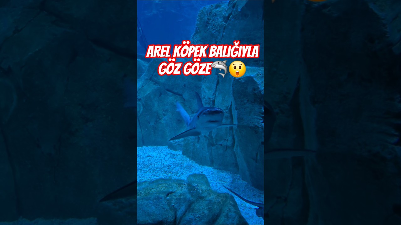 👉 Arel&rsquo;in K&ouml;pek Balığıyla G&ouml;z G&ouml;ze Geldiği An! 🦈👀 | Florya Aquarium