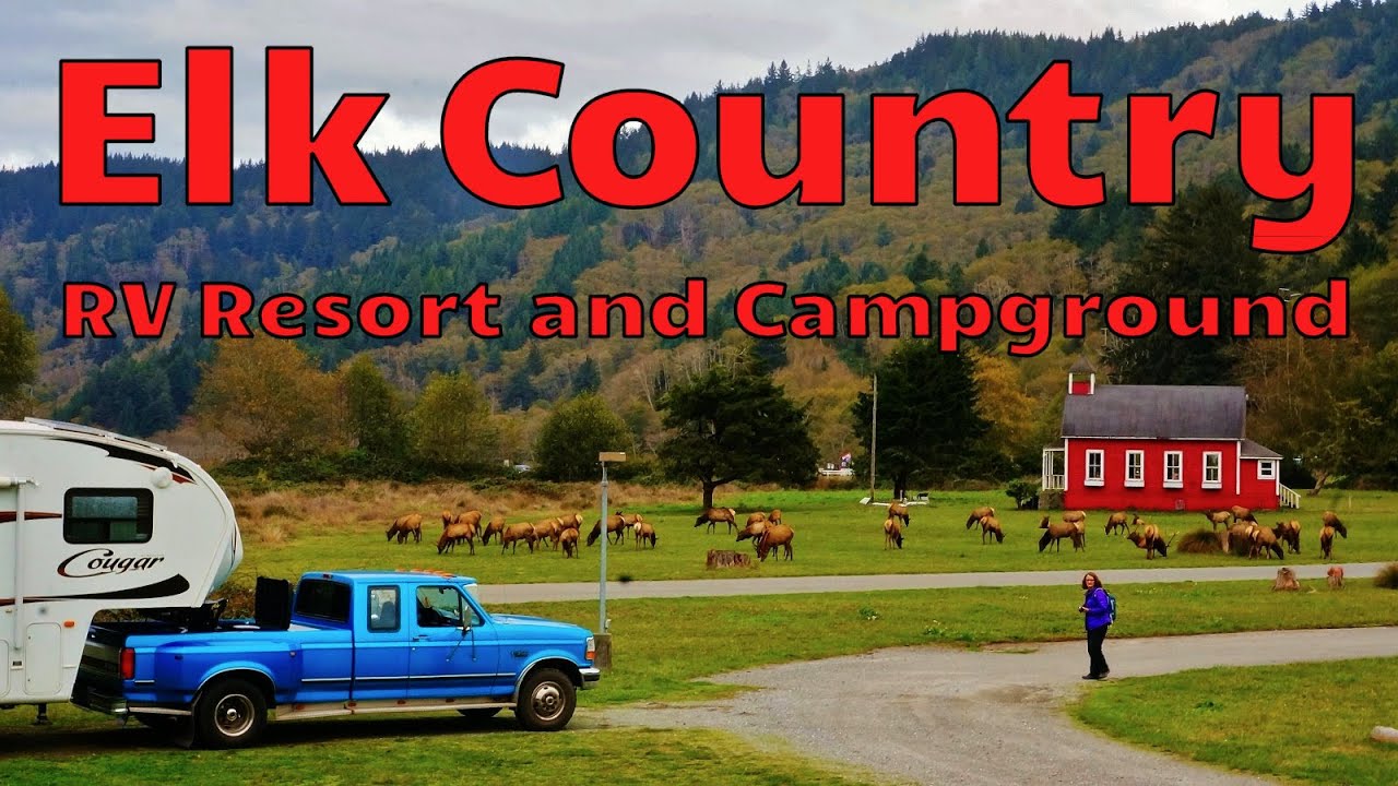 Camped with a Herd of Roosevelt Elk in California