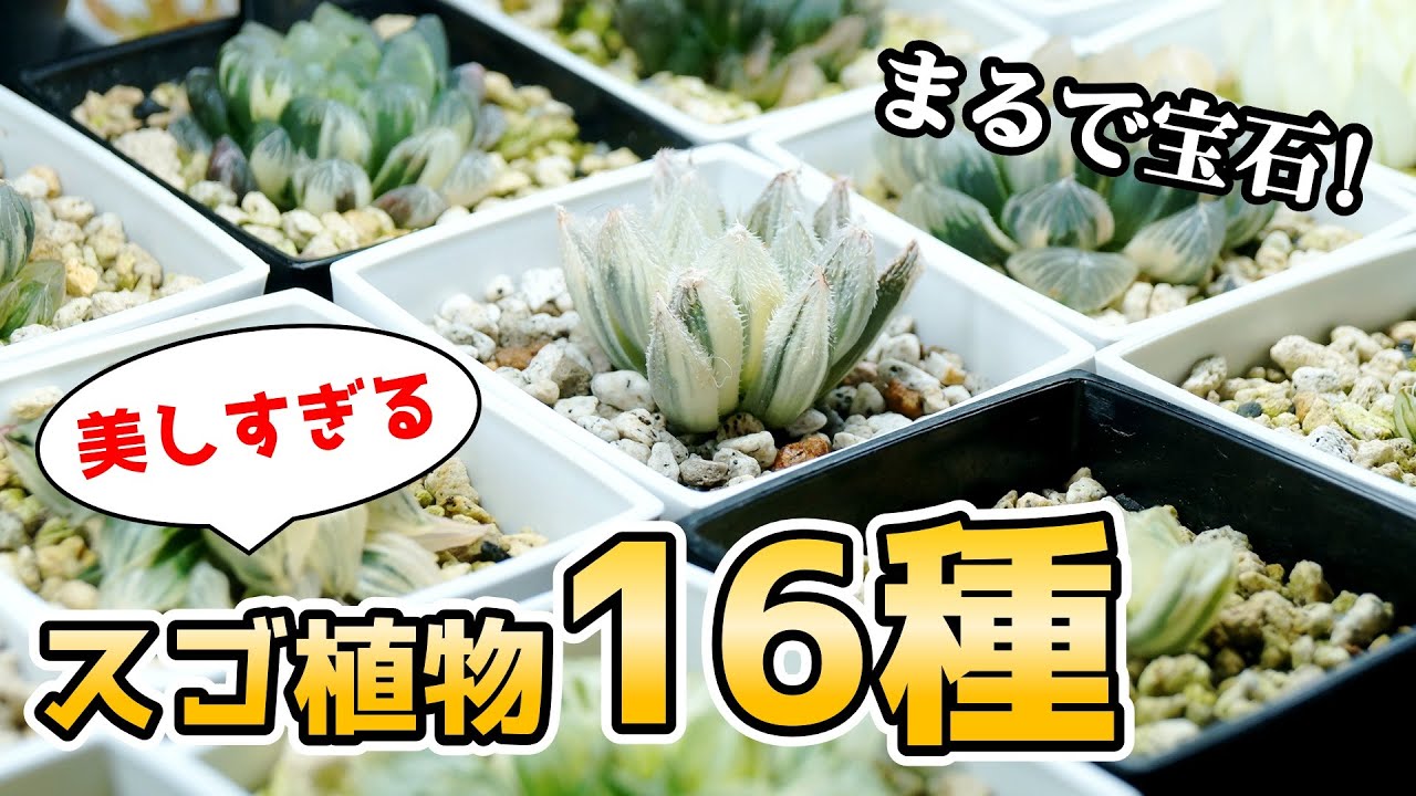 生きた宝石！”最高に美しい”観葉植物がこちらです♪【多肉植物ハオルチア】