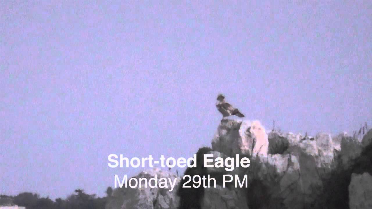 Raptor Camp 2014: Short-toed Eagle Suspected Shot