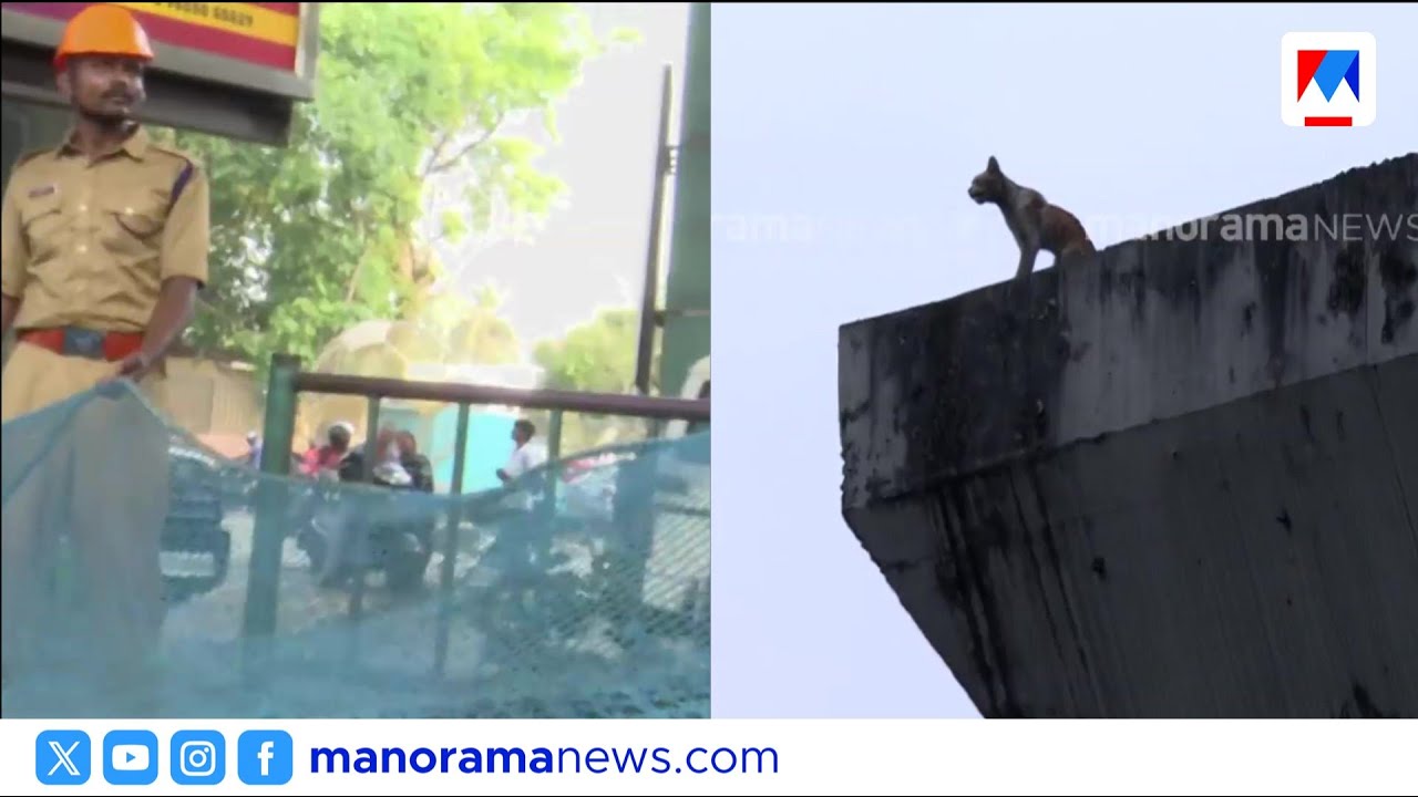 കൊച്ചി മെട്രോ പില്ലറിൽ കുടുങ്ങിയ പൂച്ചയെ രക്ഷിക്കാൻ വൻ സന്നാഹം; വല വിരിച്ച് ഫയർഫോഴ്സ് | Cat Rescue