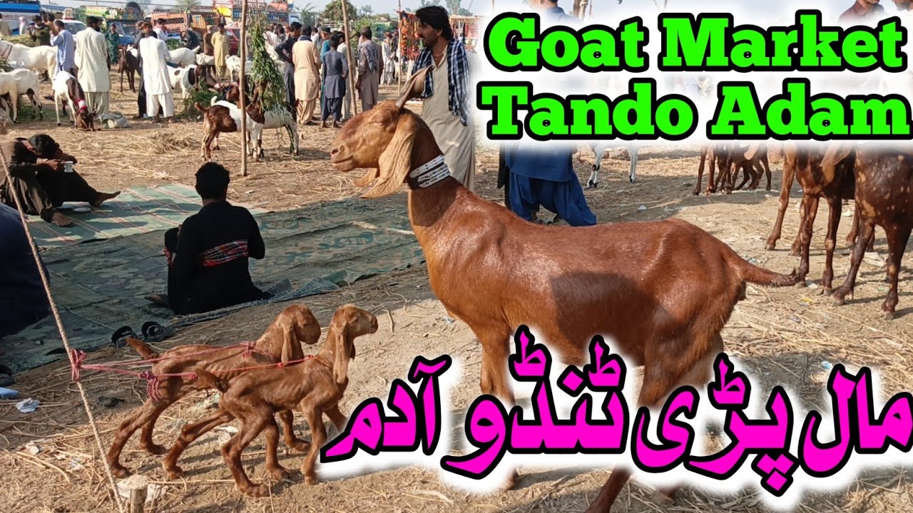 Tando Adam Livestock Market 2025 | Animal Market in Pakistan