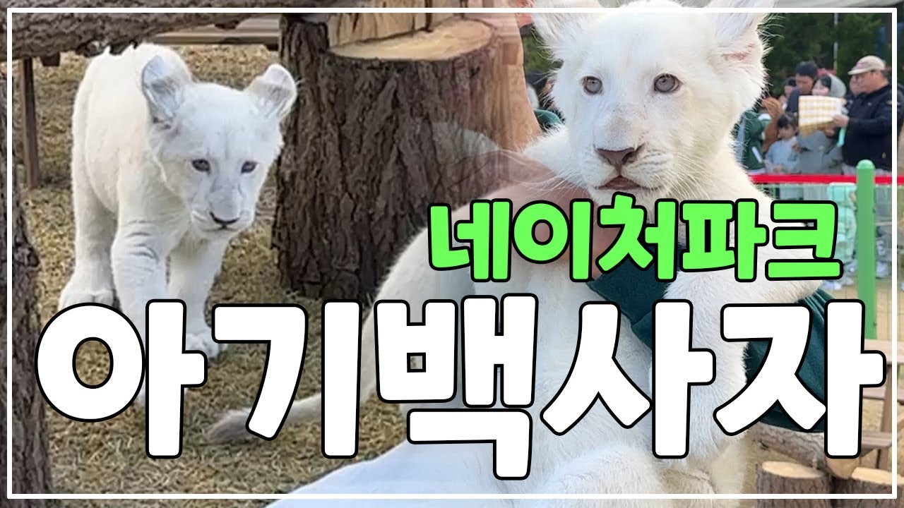 네이처파크 최고 인기쟁이 아기백사자