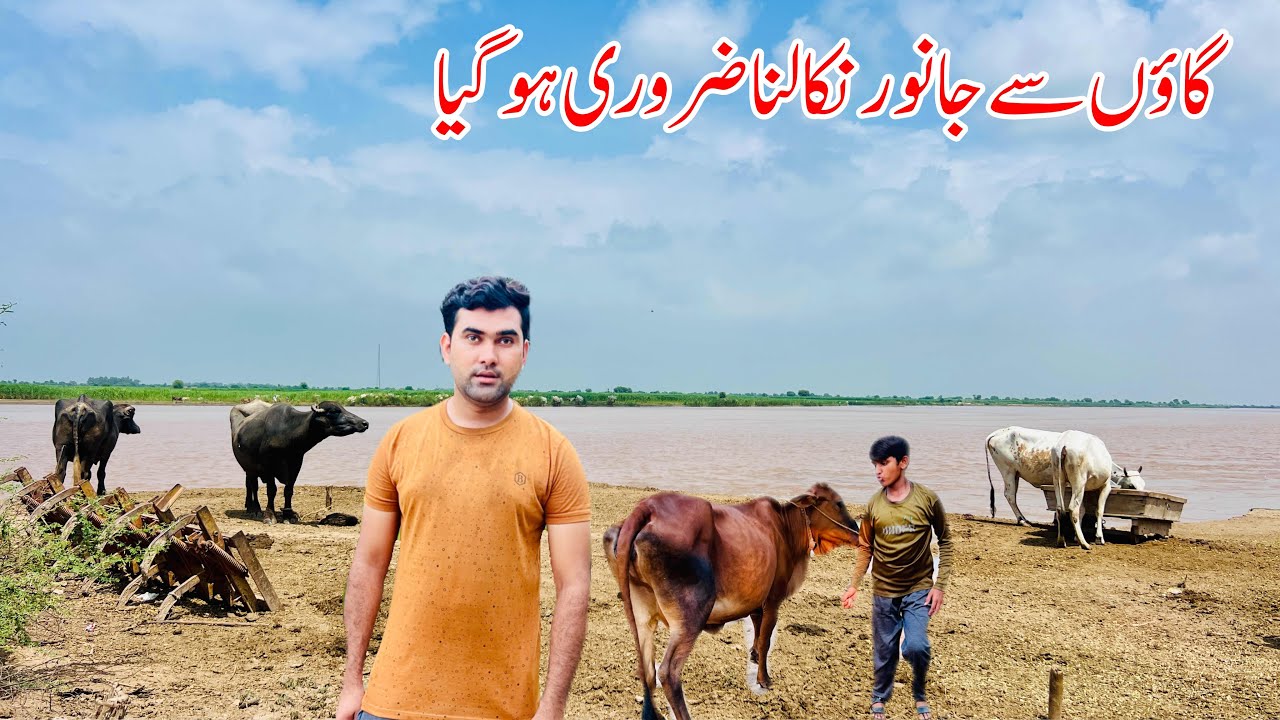 Gaon Say Janwaron ko Nekalna Zarori  Hogeya | Flood Situation Ravi River | Heavy Flood in Village 