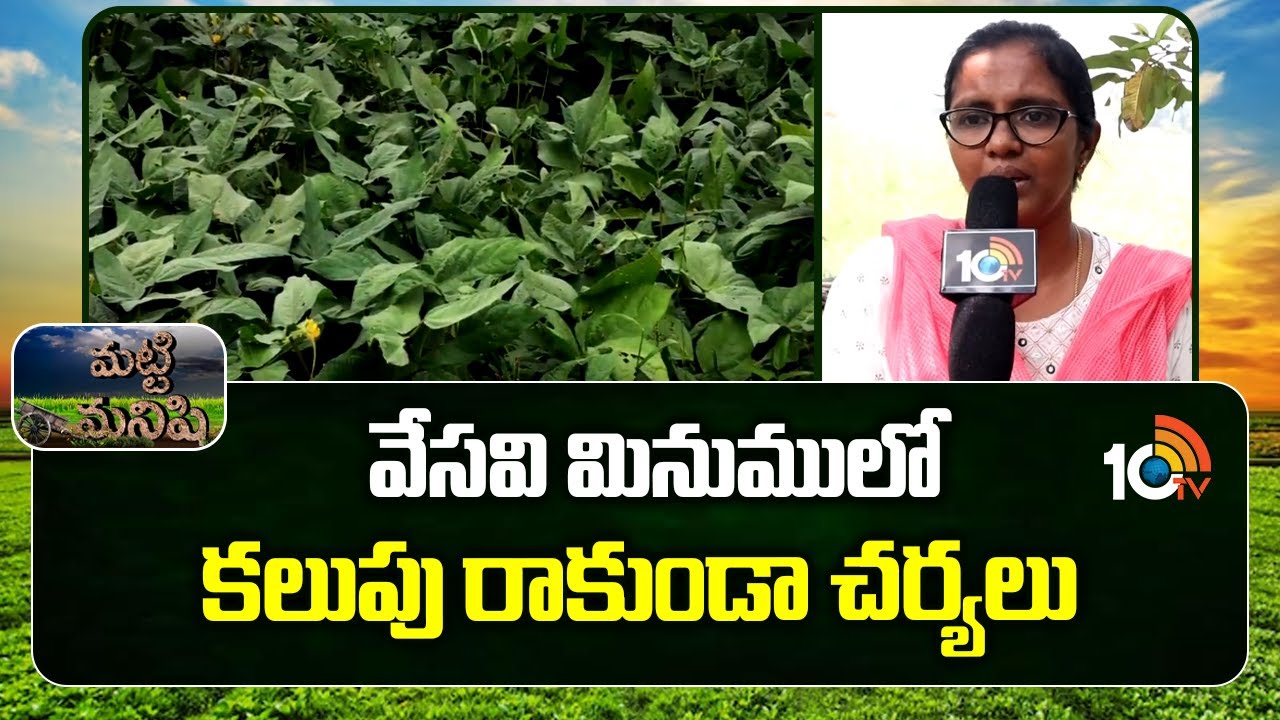 Summer Black Gram Weed Control Tips | వేసవి మినుములో కలుపు రాకుండా చర్యలు | Matti Manishi | 10TV