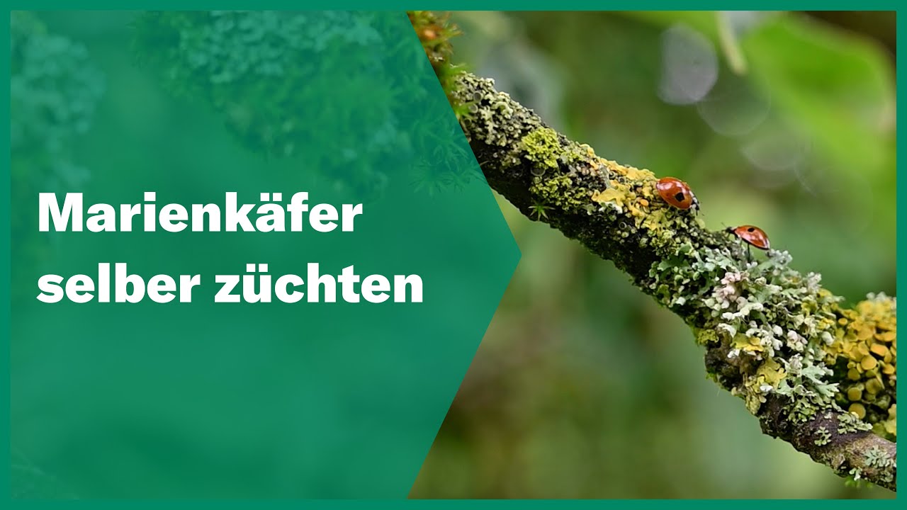 Marienkäfer selber züchten | Andermatt Biogarten