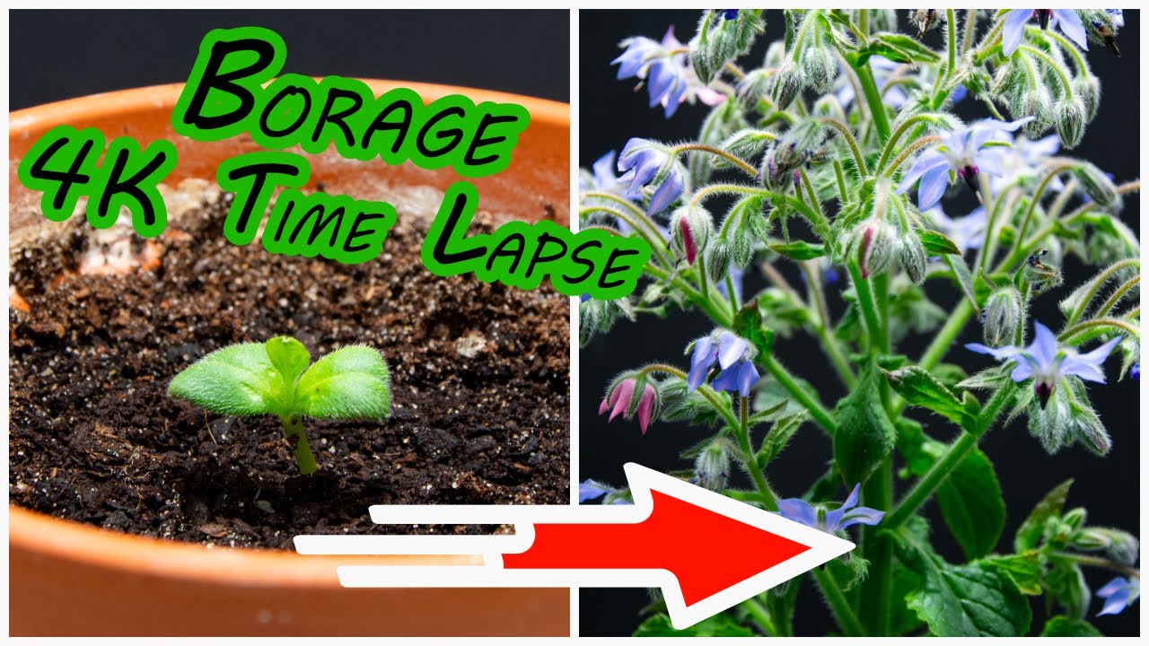 Borage / Starflower Time Lapse [4k]