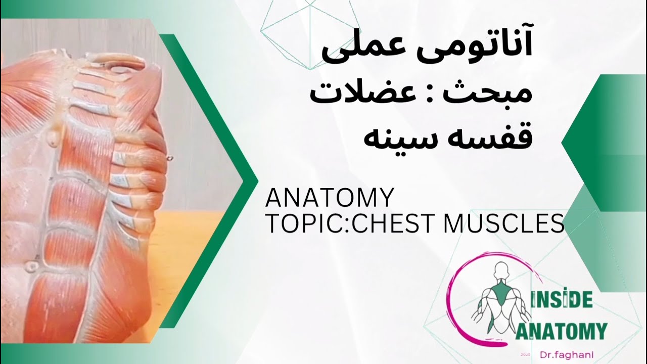 Anatomy of the Thorax, Muscles of the anterior chest wall