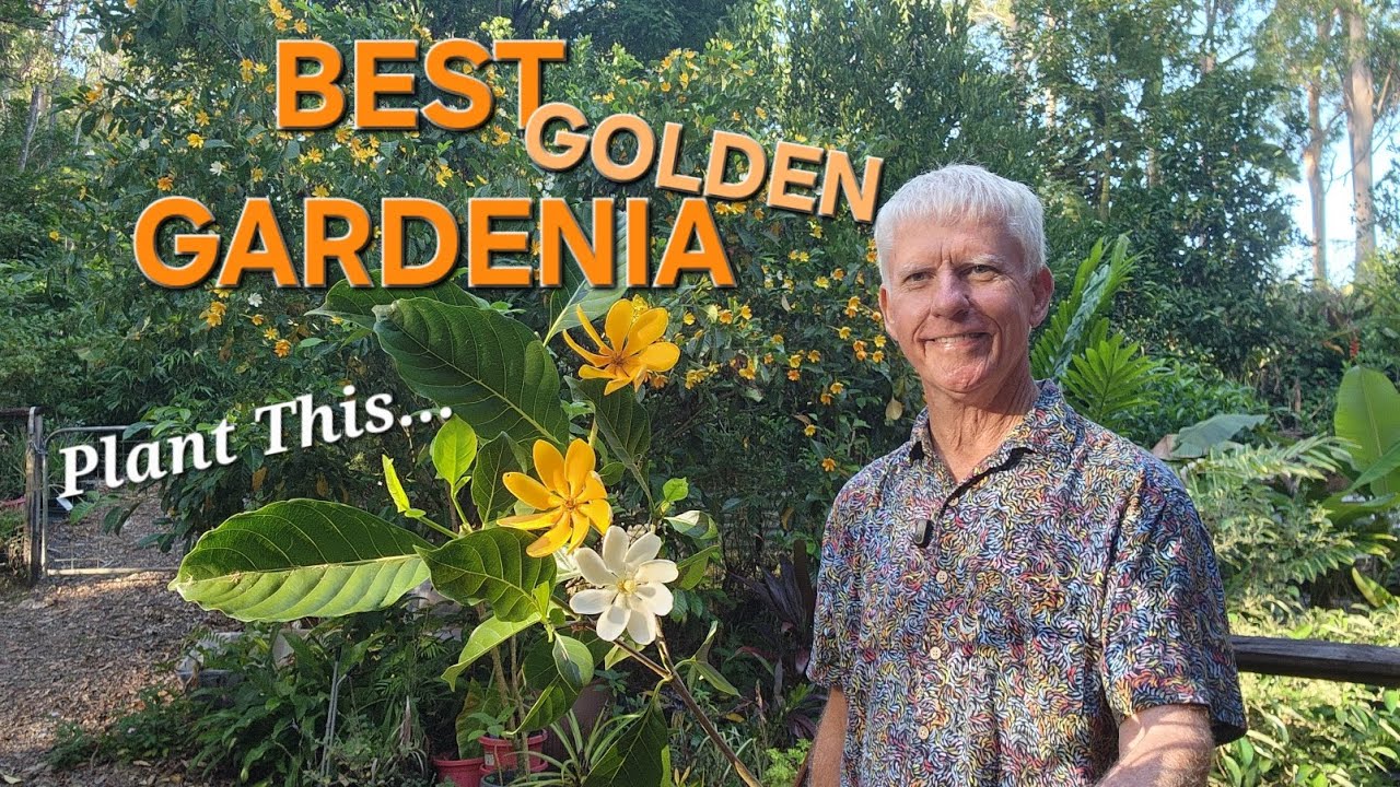 Best Gardenia for Gardens